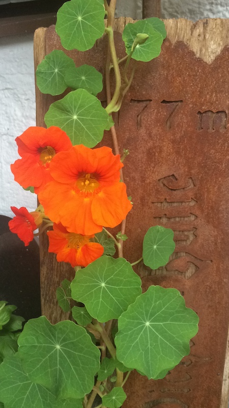 Blumenpracht