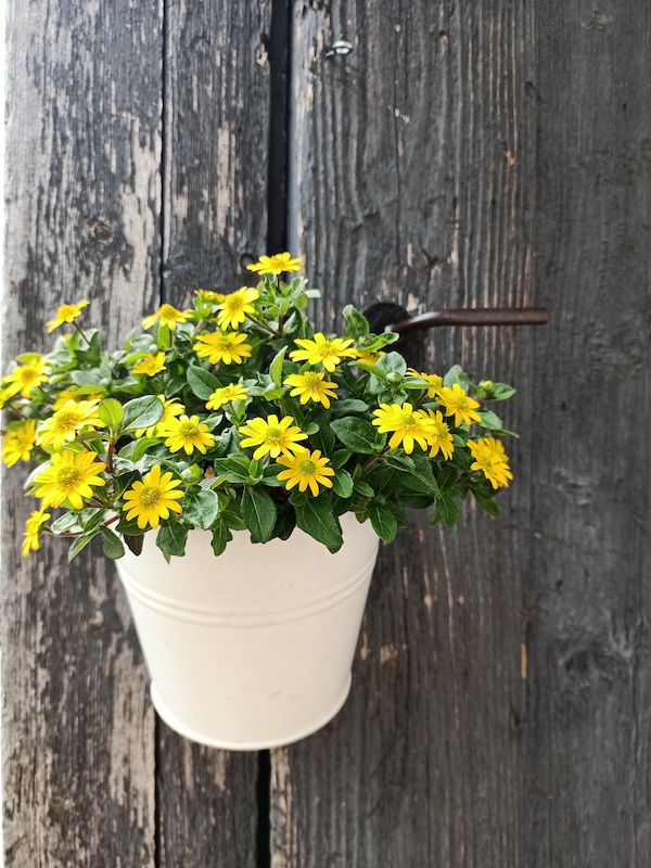 Blumenpracht